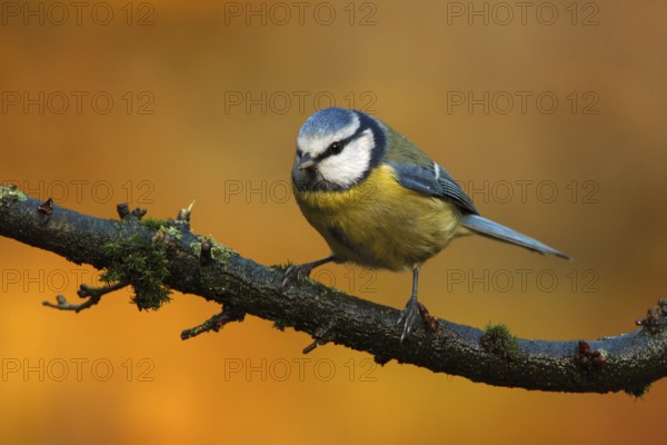 Eurasian Blue Tit (Cyanistes caeruleus), Utrecht, Netherlands