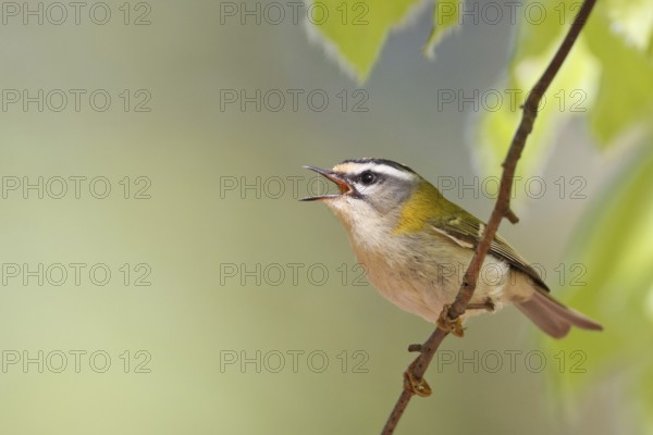 Common Firecrest (Regulus ignicapilla) singing, Baden-Wuerttemberg, Germany