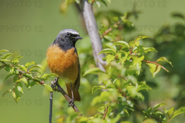 Common Redstart (Phoenicurus phoenicurus) male, Hesse, Germany