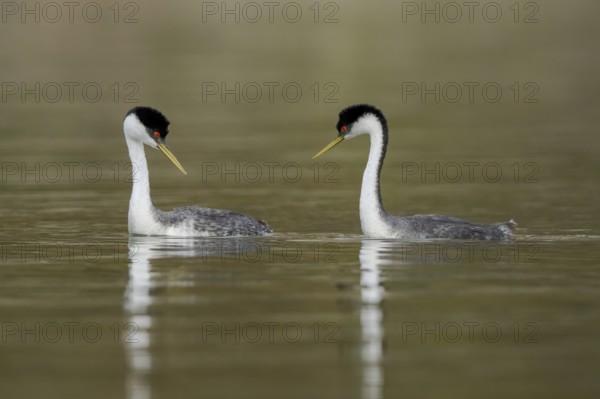 Western Grebe (Aechmophorus occidentalis) pair, California, USA