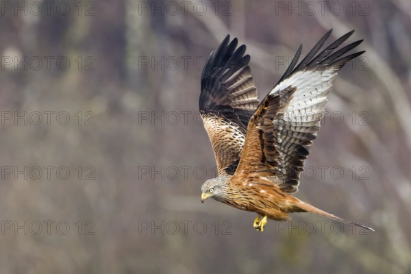 Red Kite (Milvus milvus) flying, Saxony, Germany