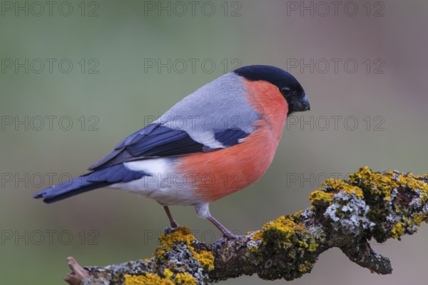 Eurasian Bullfinch (Pyrrhula pyrrhula) male, Carinthia, Austria