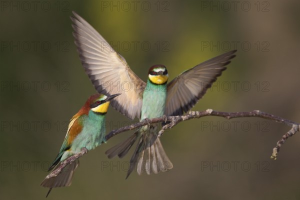 European Bee-eater (Merops apiaster) pair, Bulgaria