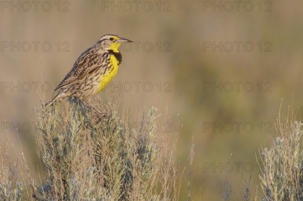 Western Meadowlark (Sturnella neglecta) perched on a branch in central Washington State, USA