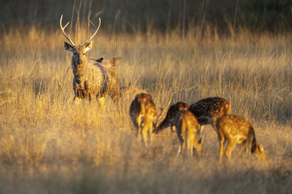 Axis deer (Axis axis), herd, in grassland, Bandhavgarh National Park, Bahannara, Manpur, Madhya Pradesh, India