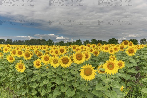 A bright field of sunflowers stretches to the horizon, their yellow petals glowing in the soft light of a cloudy late afternoon sky. Green foliage surrounds the cheerful blossoms. Bas rhin, Alsace, Grand Est, France