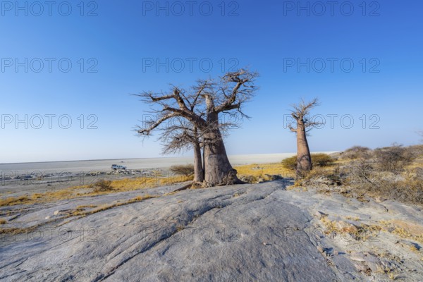 African baobab or baobab tree (Adansonia digitata), several trees overlooking the salt pan, Kubu Island (Lekubu), Sowa Pan, Makgadikgadi Salt Pans, Botswana
