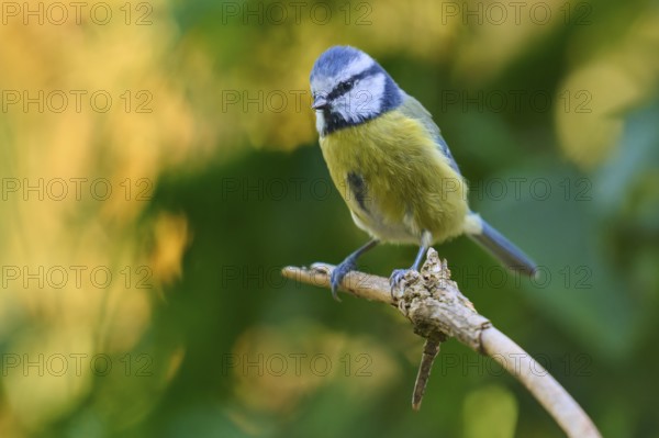 Blue tit (Cyanistes caeruleus) balancing on a branch, surrounded by natural greenery, with yellow and blue plumage, France