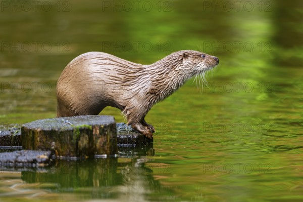 Eurasian otter (Lutra lutra) on an old tree trunk in the water, Bavaria, Germany