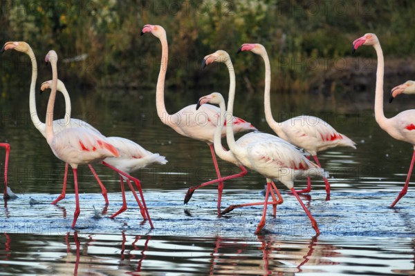 Pink flamingos (Phoenicopterus roseus), walking in the pond, Pont de Gau Bird Park, Saintes-Maries-de-la-Mer, Camargue Regional nature park Park, France