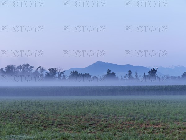 Fog over a cornfield, behind the Rigi, Schoren, Mühlau, Freiamt, Canton Aargau, Switzerland