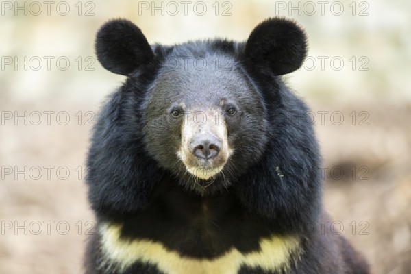 American black bear (Ursus americanus), portrait, captive, Zoo Augsburg, Bavaria, Germany