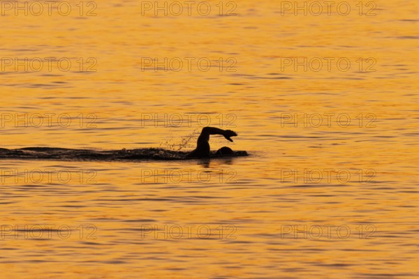 A man swims at sunrise on the Costa Rei, a coastline of the Italian island of Sardinia, in the Mediterranean Sea, Monte Nai, Costa Rei, Sardinia, Italy