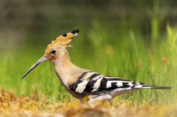 A Eurasian hoopoe stands in a meadow, surrounded by grasses, with striking feathers and a long beak, hoopoe (Upupa epops), France