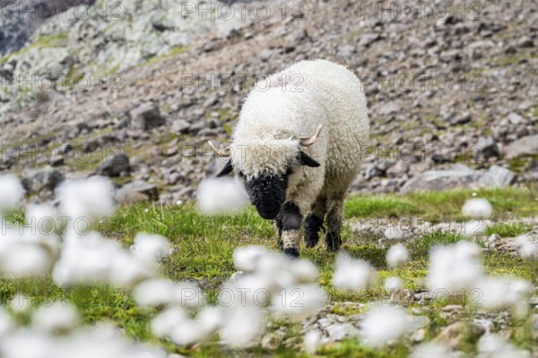 Two Valais Blacknose sheep (Ovis gmelini aries), in meadow with flowering white cotton grass, high alpine mountain valley, Obere Senner Egete, Stubai Alps, near Ridnaun, South Tyrol, Italy
