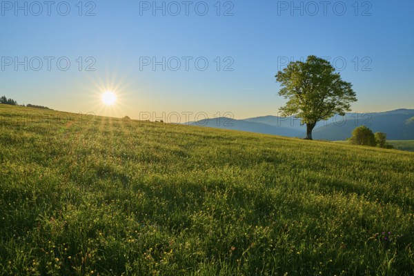 Single beech tree on a wide meadow at sunset, quiet landscape, spring, Schauinsland, Freiburg im Breisgau, Black Forest, Baden-Württemberg, Germany