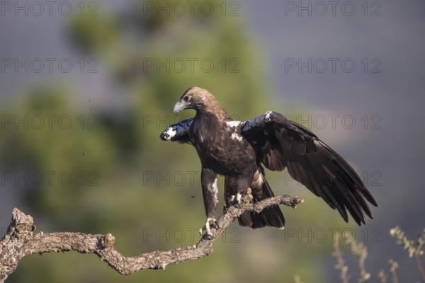 Iberian Eagle (Aquila adalberti), Spanish imperial eagle, Extremadura, Castilla La Mancha, Spain