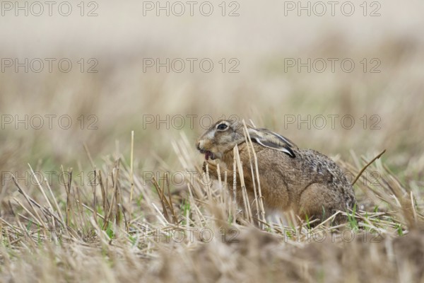 At the morning toilet... European hare (Lepus europaeus), hare cleaning itself on a stubble field in late summer, licking its paws, funny picture, native nature, Lower Rhine, Rhineland, North Rhine-Westphalia, Germany, Western Europe