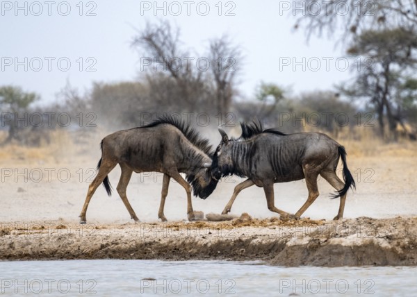 Blue wildebeest (Connochaetes taurinus), two males fighting at a waterhole, Nxai Pan National Park, Botswana