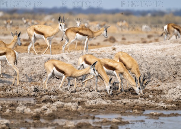 Herd of springboks (Antidorcas marsupialis) drinking at a waterhole, Nxai Pan National Park, Botswana