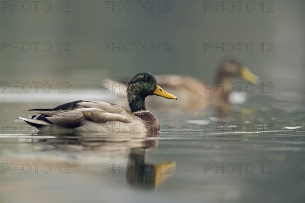 In moult... Mallard (Anas platyrhynchos), pair, drake in moult, largest and most common duck, native nature, Lower Rhine, Rhineland, North Rhine-Westphalia, Germany, Western Europe