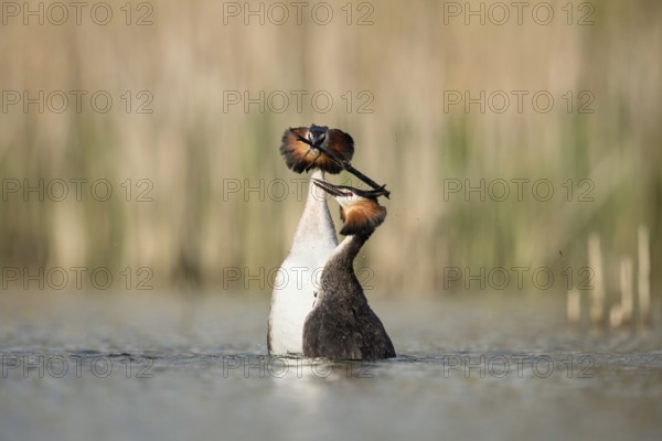 Penguin dance... Great Crested Grebe (Podiceps Scalloped ribbonfish) in courtship, characteristic courtship behaviour in which the pair of grebes usually stretch high out of the water after a dive and swim towards each other, often with a bridal gift in their beaks, waterfowl, native nature, Lower Rhine, Rhineland, North Rhine-Westphalia, Germany, Western Europe
