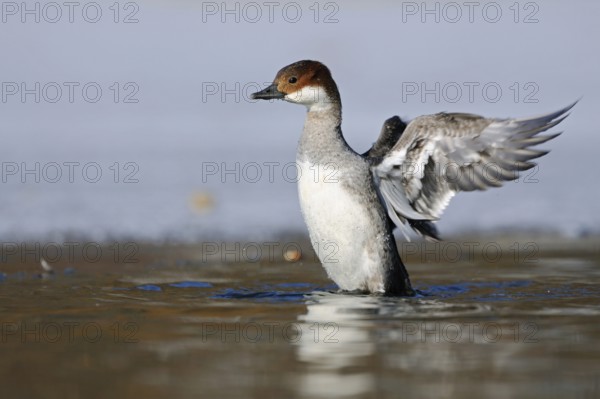 Rare winter visitor... Red-breasted Merganser (Mergellus albellus) rearing up, flapping its wings, female in winter on a partly frozen body of water, native nature, Lower Rhine, Rhineland, North Rhine-Westphalia, Germany, Western Europe
