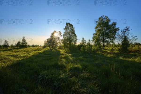 Sunset in a landscape with trees and shade over a green area, High Fens, Eifel, Liège, Belgium