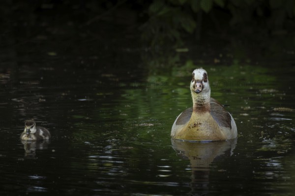 A Nile Goose (Alopochen aegyptiaca) swims comfortably with a chick on a pond in the forest, animal photo, nature photo, wildlife, fauna, Neustadt am Rübenberge, Hanover Region, Lower Saxony, Germany
