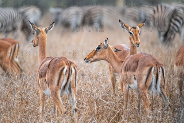 Impalas (Aepyceros melampus), adult males in dry grass, Black Heeler Antelope, Kruger National Park, South Africa