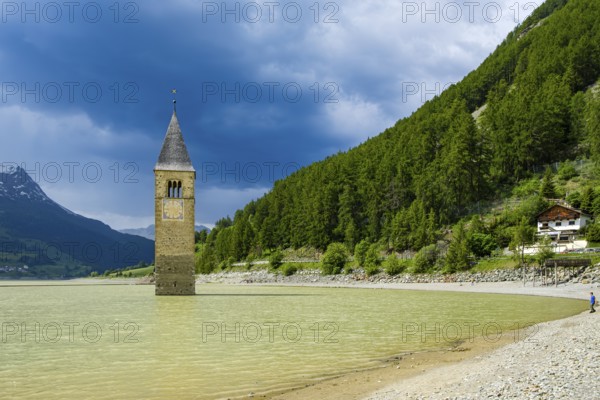 Bell tower of the former parish church of St Catherine in the sunken village of Alt-Graun in Lake Reschen in Vinschgau, South Tyrol, Italy