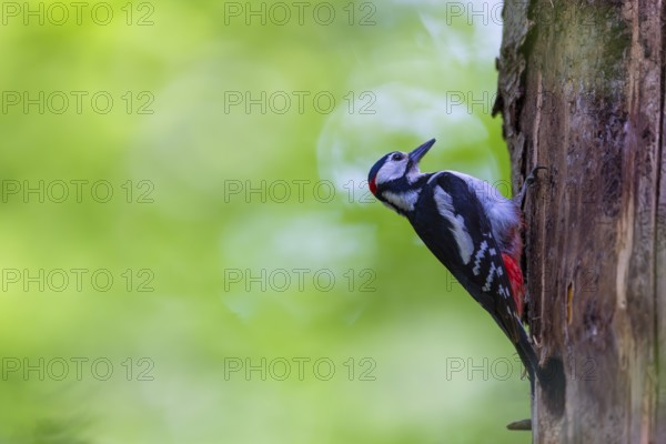 Pileated Woodpecker (Dendrocopos major) at the breeding cavity, Piciformes, Göggingen, Krauchenwies, Landkreis Sigmaringen, Baden-Württemberg, Baden-Württemberg, Germany