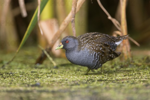 Australian Crake (Porzana fluminea) foraging, Victoria, Australia