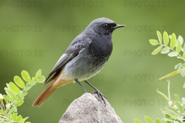 Black Redstart (Phoenicurus ochruros) male, St. Gallen, Switzerland