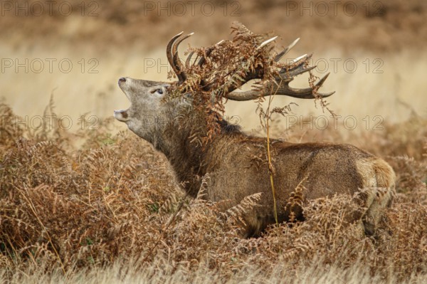 Red Deer (Cervus elaphus), stag bellowing during the rut, England, UK
