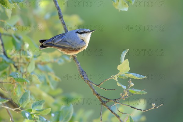 Eurasian Nuthatch (Sitta europaea) perched in tree, Andalusia, Spain