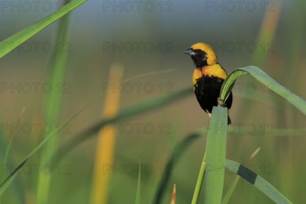 Yellow-crowned Bishop (Euplectes afer) male perched on reed, Andalusia, Spain