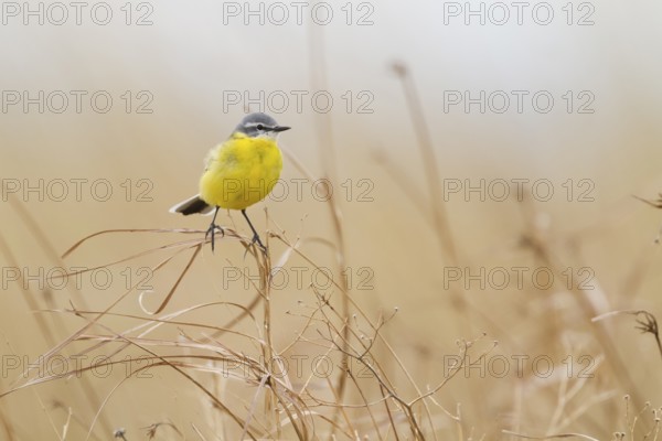 Sykes Wagtail - Schafstelze - Motacilla flava ssp. beema, Kazakhstan, adult male