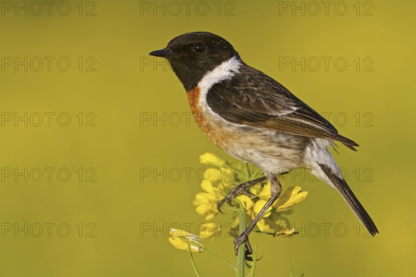 European Stonechat (Saxicola rubicola) male, Rhineland-Palatinate, Germany
