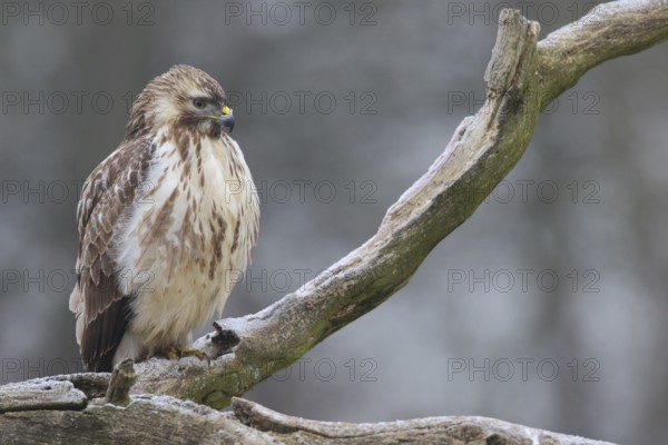 Common Buzzard (Buteo buteo), Lower Saxony, Germany