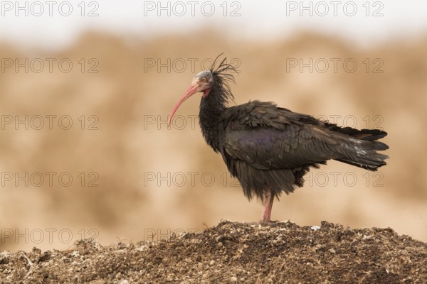 Northern Bald Ibis (Geronticus eremita), Morocco