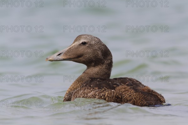 Common Eider (Somateria mollissima) female, Schleswig-Holstein, Germany
