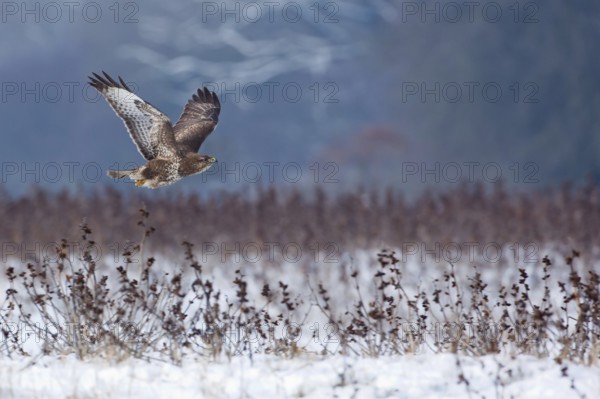 Common Buzzard (Buteo buteo) flying, Saxony-Anhalt, Germany