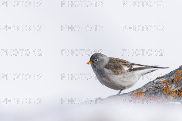 Snowfinch (Montifringilla nivalis), Valais, Switzerland