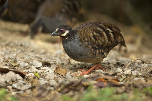 Malaysian Partridge (Arborophila campbelli), Pahang, Malaysia
