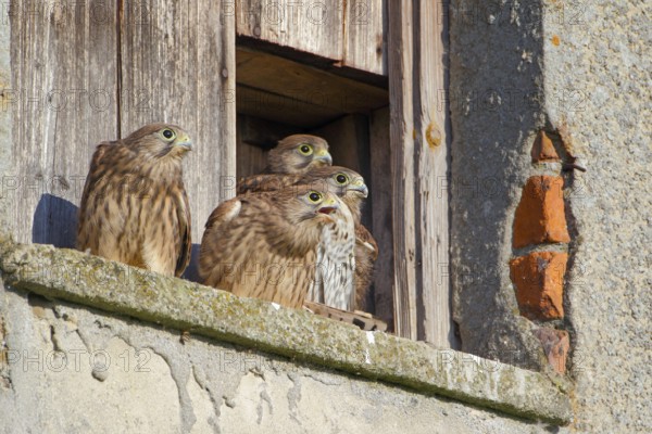 Turmfalke, lat. Falco tinnunculus, vier Jungvögel im Nistkasteneingang auf futterbringenden Altvogel wartend