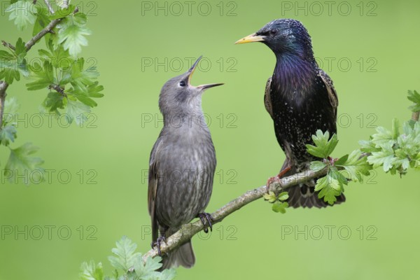 Common Starling (Sturnus vulgaris) juvenile begging for food, Brandenburg, Germany