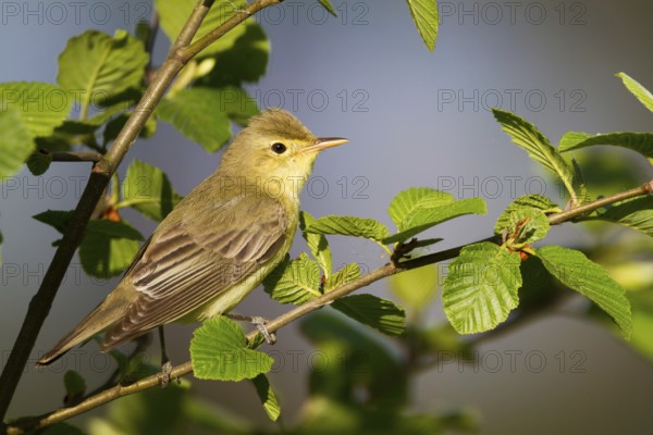 Icterine Warbler (Hippolais icterina), Baden-Wuerttemberg, Germany