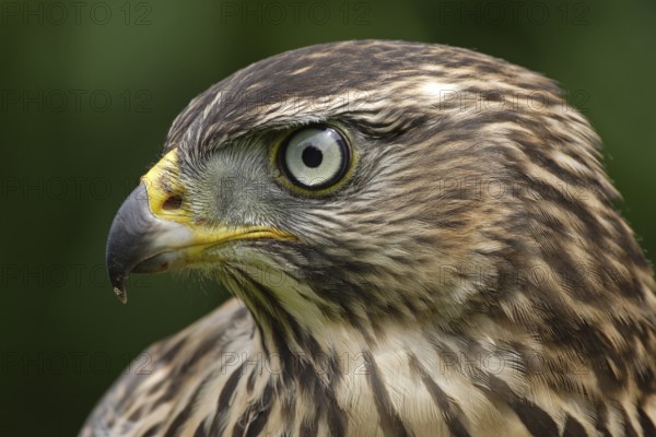 Northern Goshawk (Accipiter gentilis) juvenile female, Baden-Wuerttemberg, Germany