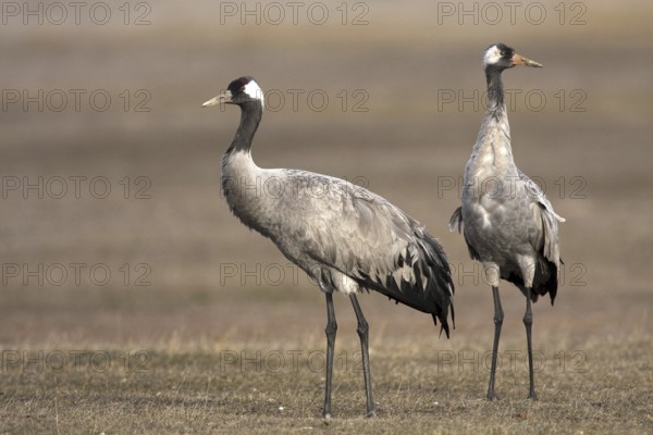 Common Crane (Grus grus), Aragon, Spain